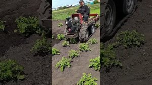 окучивание картошки гусеничным минитрактор ом 2023