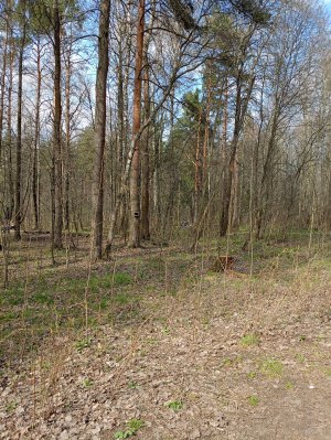 прогулка в парке