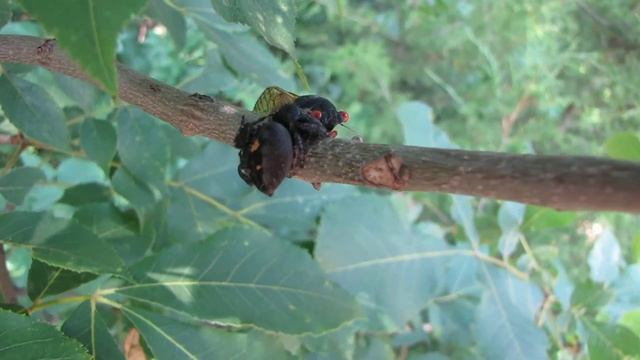 thelope.com - Brood XIX periodical cicada M tredecula and spiders смотреть онлайн