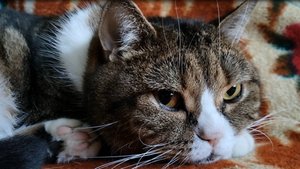 Кот. Успокаивающее видео