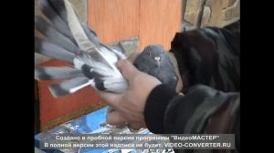 Голуби Аксенова Александра г.Белая Калитва (89281158593)