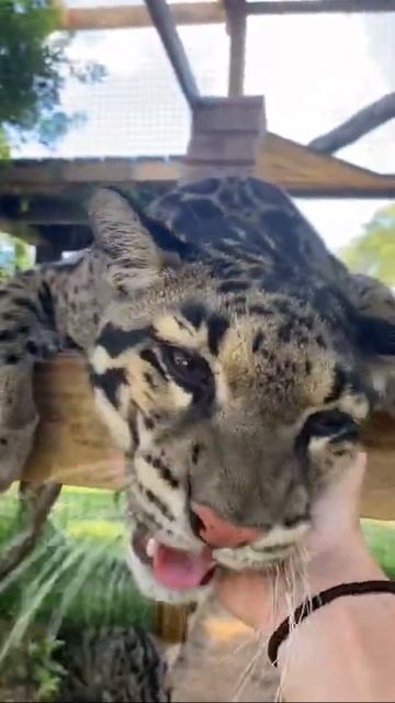 Большая киска смотреть онлайн