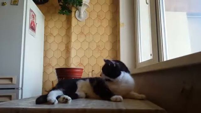 сенька мой кот смотреть онлайн