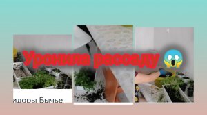 Пикирую помидоры Бычье сердце. Шок 😱 Уронила рассаду 🌱