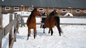 Две арабские кобылы на продажу, мать и дочь. Информация в описании.