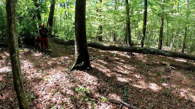 Ťažba dreva v novom poraste, Orvex LT 100, Zetor Proxima, Stihl ms 500i, Logging, Forest, Amles, смотреть онлайн