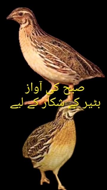 suba ki awaz batair ky shikar ke lye/Quail sound for morning hunt #quailhunting #youtubeshorts смотреть онлайн