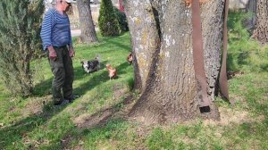 На даче куры, цветение форзиций, обрезка роз.