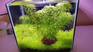 Аквариум 10 литров. Готовый