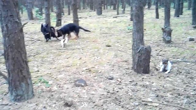 Питомник "рабочие собаки"  выгул, Амур