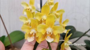 Цветение орхидей в апреле 2025г.