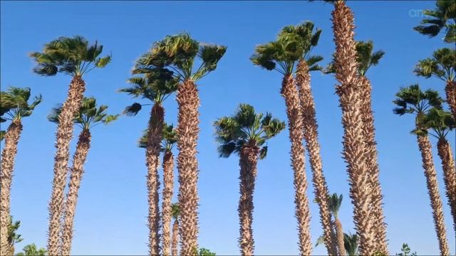 Полный обзор отеля в Хургаде Lotus Bay Beach Resort смотреть онлайн