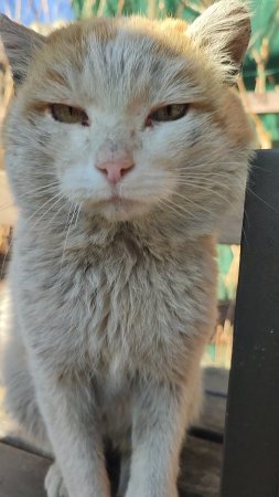 АйSun Гостевой дом Алтай Благодарим за ночлег❤🔥 Кот достоин Оскара, лучшая игра сиротки 16.04.2025