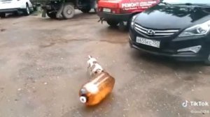 вот что происходит когда кега зарывается рядом собаками. собака повторяет смерть афтона