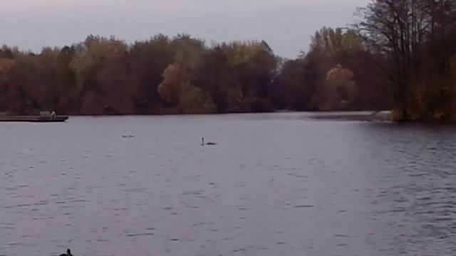 Дикие лебеди в центре Минска. смотреть онлайн