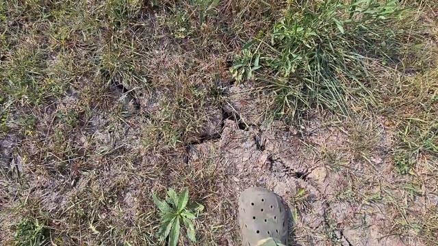 Засуха земля трещит Краснодарский край.