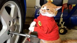 ПРИКОЛЫ С ЖИВОТНЫМИ ДО СЛЕЗ #23 Смешные КОТЫ И СОБАКИ  Приколы