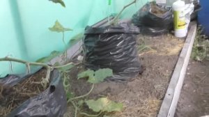 Лучший метод выращивания огурца в теплице - мобильные грядки!!!
