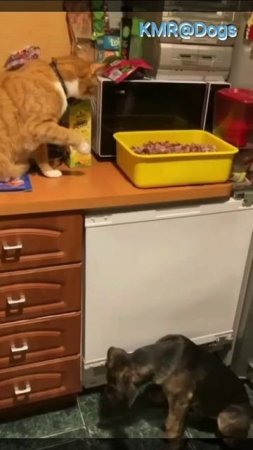 Лопайте Тузики, я угощаю😋😂 ( видео про кошек и собак )