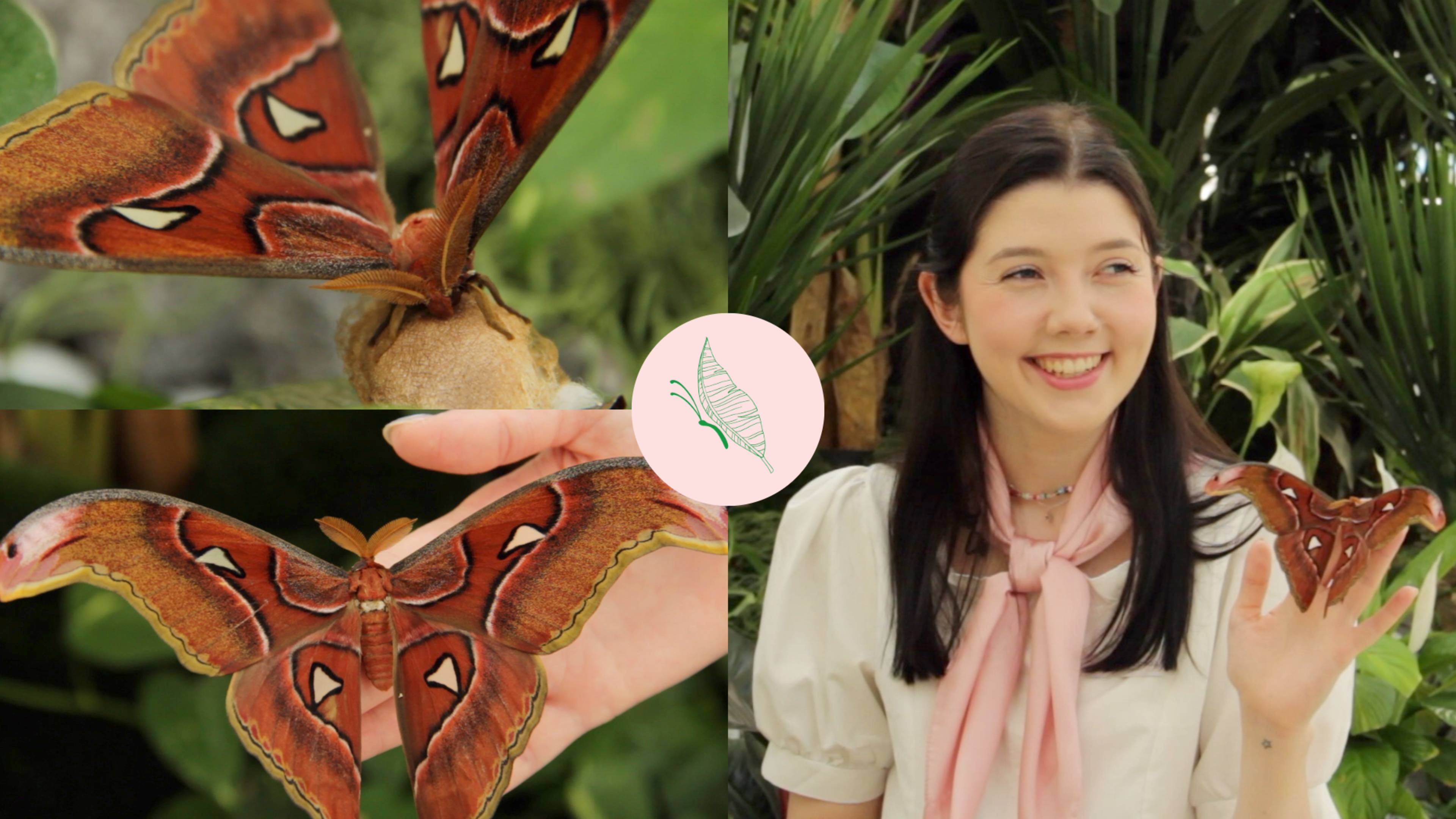 Павлиноглазка Атлас. Гигант среди бабочек смотреть онлайн