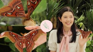 Павлиноглазка Атлас. Гигант среди бабочек