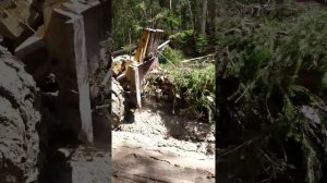 Лкт 81 трилує ліс , дуже проходимий трактор 👍 і досить встойчеви🔥