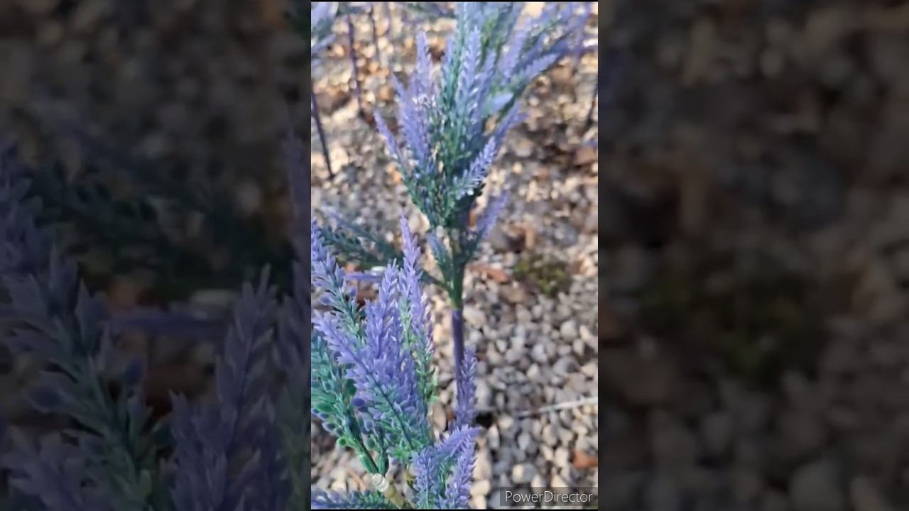 Парк "Краснодар", имитация Шалфея, но смотрится красиво