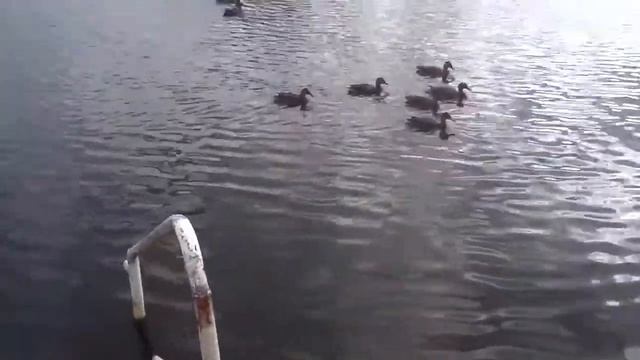 Джордж и утки смотреть онлайн