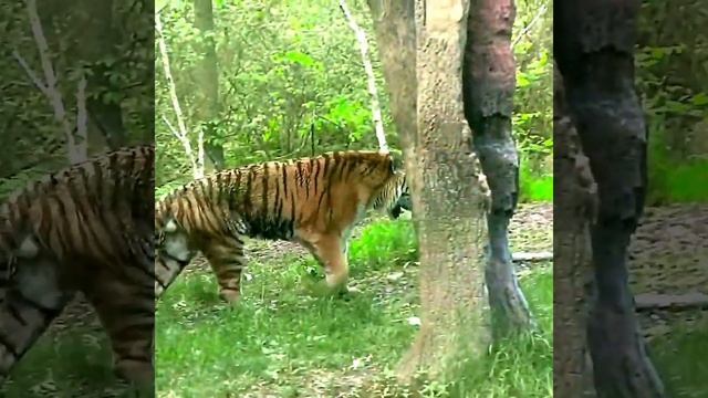 OMG ! Baby Lamb Attacked by an Angry Tiger ! Subscribe смотреть онлайн