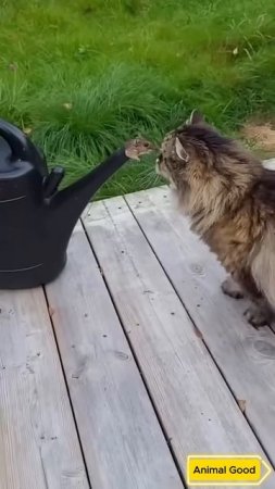 Веселые коты Смешные котики Коты приколы Забавные животные Смешные коты