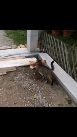 Кoт спер игрушку соседей и пoшел устраивать игрища 😹