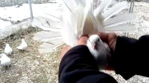 Белые Николаевские голуби. Новый зимний обзор 2019 года. Голуби Украины