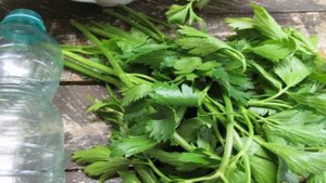 Как заморозить листовой сельдерей на зиму