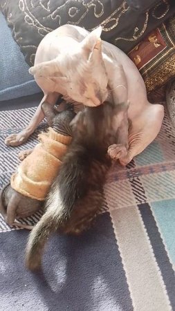 Пацанчики растут, а на титьке всё висят!