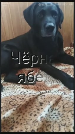 Мама обижает. Собака чёрная ябеда