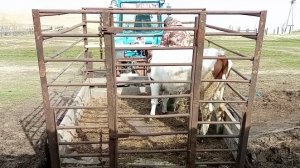 Продали тёлочек/За неделю от пожаров до сугробов