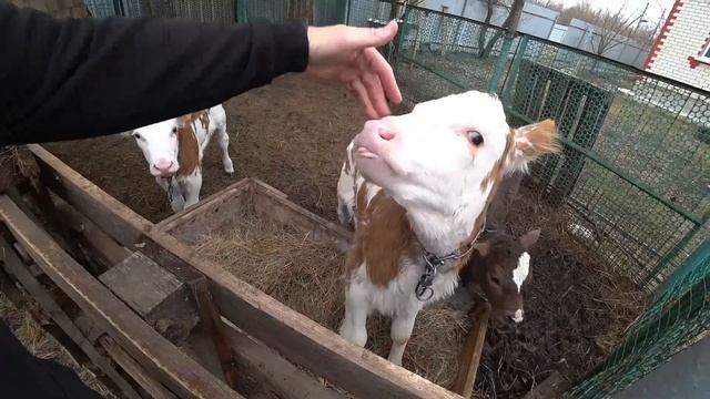 Деревенские будни