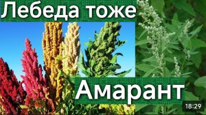 ЛЕБЕДА.КВАШЕНИЕ.ТАЙНЫ ПИТАНИЯ И ЛЕЧЕНИЯ НАШИХ ПРЕДКОВ. УДИВИТЕЛЬНЫЕ ВОЗМОЖНОСТИ ОБЫЧНОГО РАСТЕНИЯ.