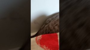 вирусные видео