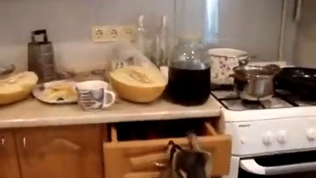 Енот покоряет кухню смотреть онлайн