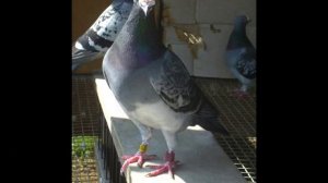 Фильм про голубей