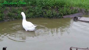 Хорошо гусятам сидеть у мамки под крылом!