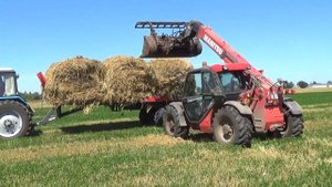 МТЗ 1221 и 82 вместе с погрузчиком Manitou производят уборку рулонов с соломой