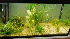 Экспериментальный травник с питательными подложками