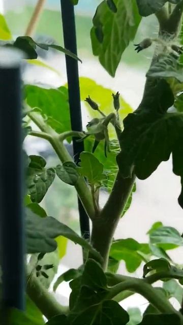 ОГОРОД НА ПОДОКОННИКЕ (эксперимент ))) 2022 июль лето# ПЕРВЫЙ ЧЕРРИ ПОМИДОРЧИК# БАКЛАЖАН смотреть онлайн