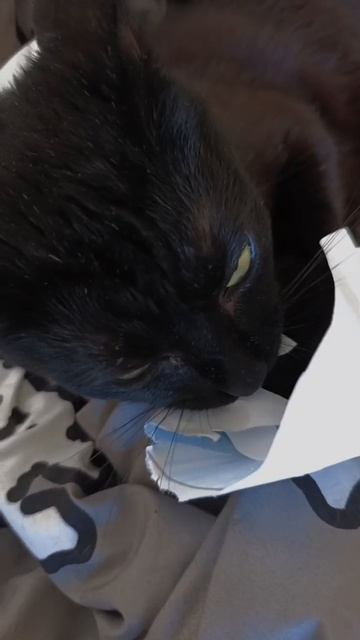 After make the video, my cat ate a Fly potion 🫣 #fyp #viral #AdoptMe #Roblox