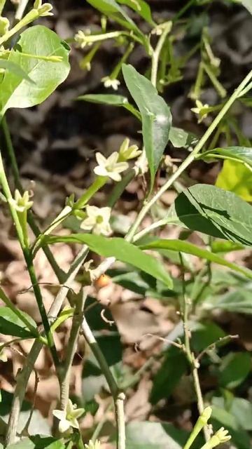 #Night-bloomingJasmine #RaatkiRani #NightJasmine #Cestrumnocturnum #Botanythroughnature смотреть онлайн