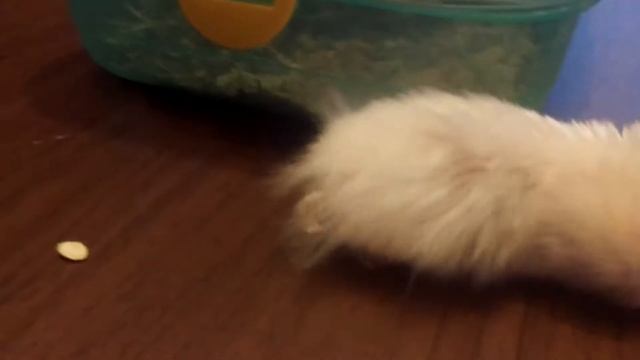 Жадина-говядина)) смотреть онлайн