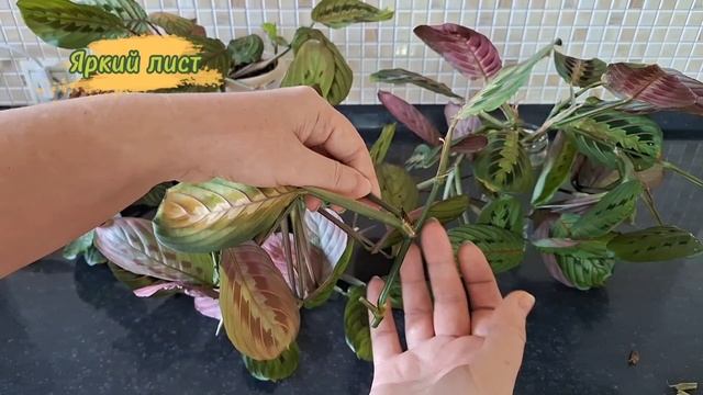 МАРАНТА: размножение черенкованием