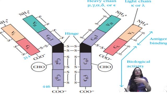 Immunology L16- Antibody structure & function- tricks to remember them смотреть онлайн